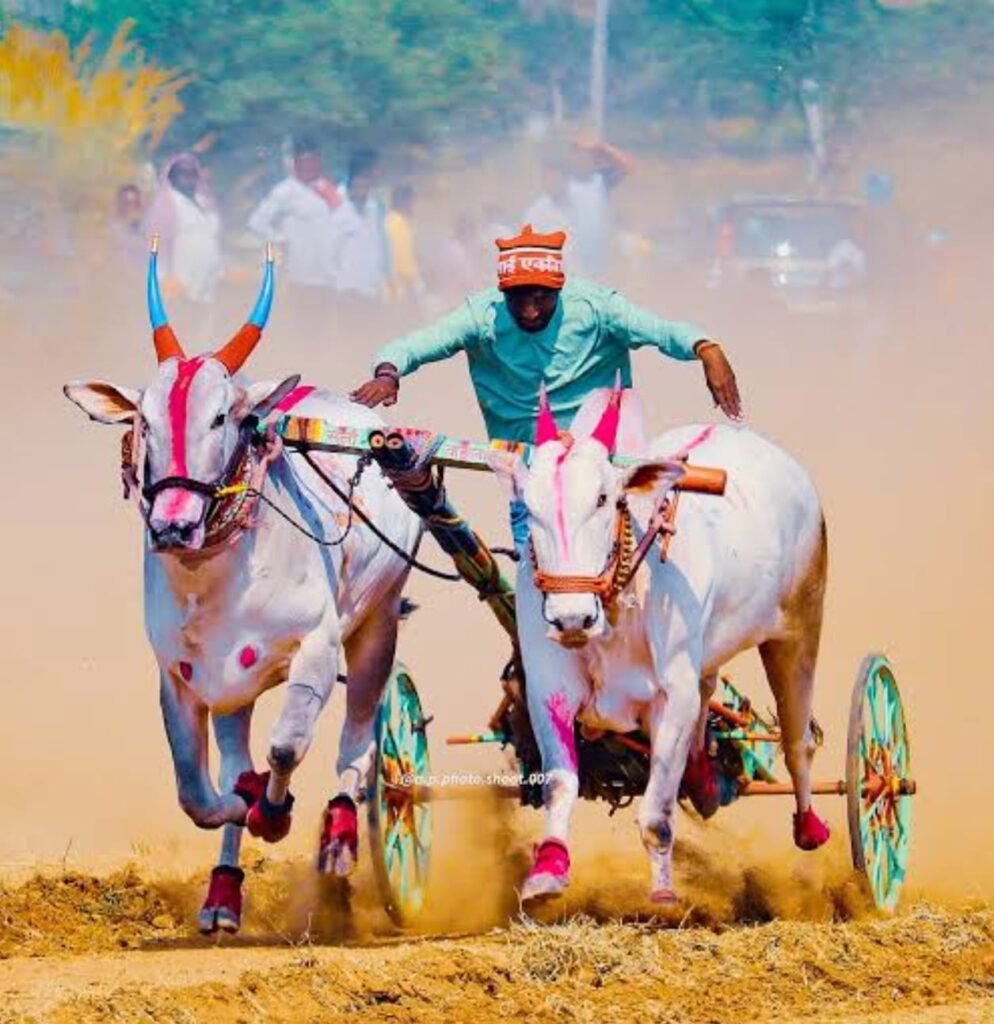 सुखापूरी–कुक्कडगांव येथे भव्य ‘शंकर पट’बैलगाडा शर्यतींचा थरार; १ लाख ७० हजारांच्या बक्षिसांची लूट*